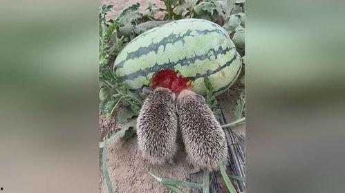 刺猬都吃瓜,揭秘刺猬的独特饮食习惯
