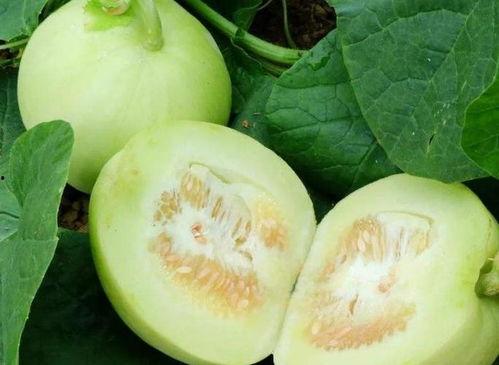 减肥吃米瓜,轻松享瘦的健康饮食新选择