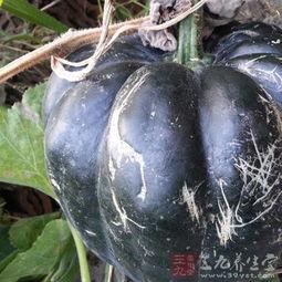 吃中药是否可以吃方瓜,相辅相成的养生之道