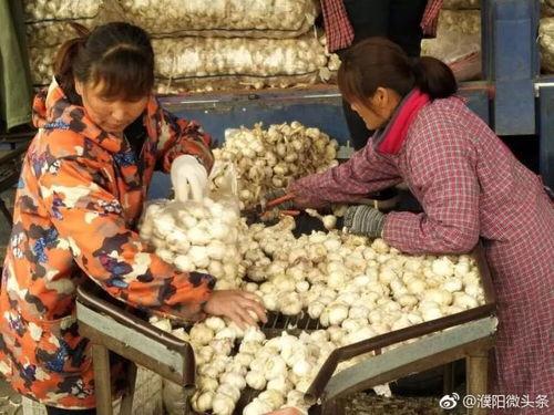 濮阳吃瓜男,吃瓜男生引发的校园热议