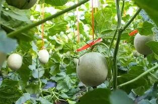 吃网纹瓜的危害,警惕这些潜在危害