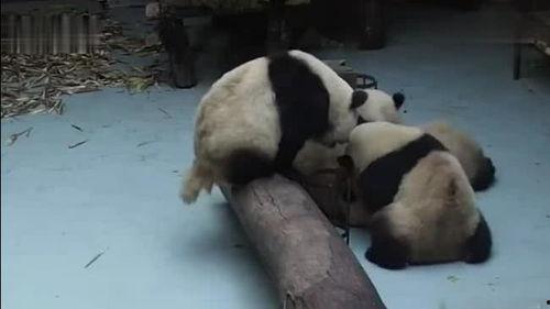 打架吃瓜的熊猫,围观群众“吃瓜”现场