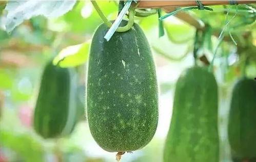 真实吃瓜文完结,揭秘娱乐圈幕后真相，一场惊心动魄的吃瓜盛宴