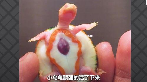 吃瓜小乌龟的视频,揭秘娱乐圈幕后故事