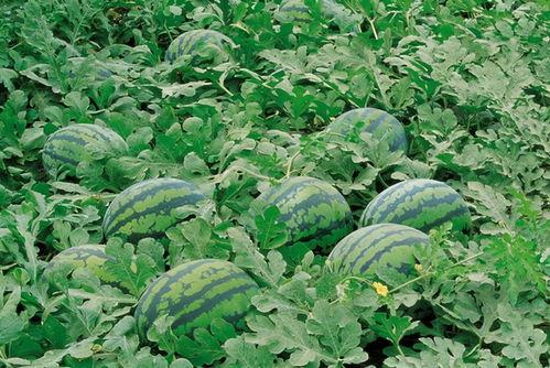 瓜禾苗怎么吃,探索健康美味的绿色食材