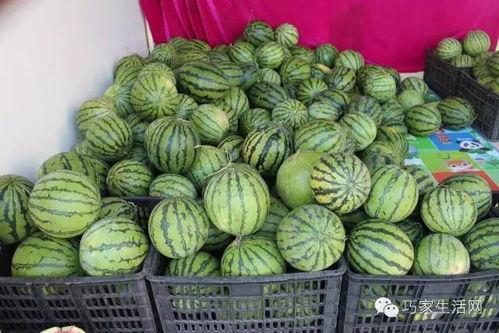 金光洞吃瓜,一场别开生面的吃瓜盛宴