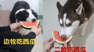 哈士奇吃瓜图,萌宠瞬间，笑翻网友