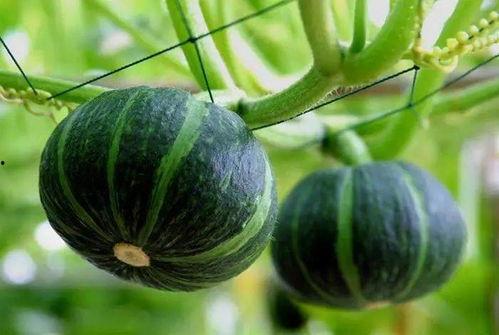 阆中酒窝酒吧吃瓜视频,一场吃瓜视频引发的全民热议