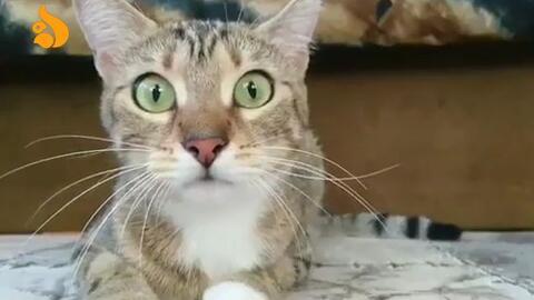 猫吃瓜瞳孔变化