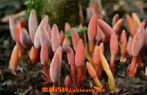 羽鹿吃瓜,揭秘娱乐圈背后的秘密与真相