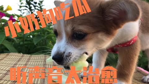 狗吃不吃小瓜,揭秘它们对小瓜的喜好之谜