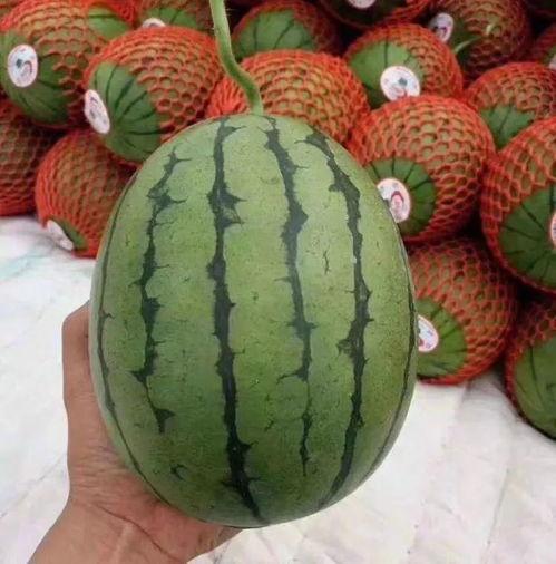 威海乳山吃瓜聊天