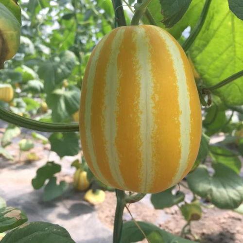 宛转花园里 吃瓜,夏日吃瓜趣事多