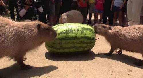 水豚吃瓜神器,解锁夏日清凉新姿势