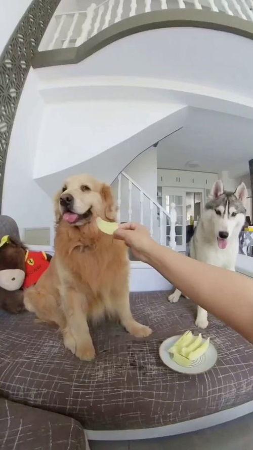 吃瓜狗子与我,揭秘娱乐圈背后的真实故事