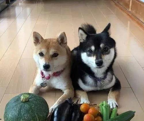 带你吃瓜纸箱狗