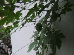 窗台外吃瓜,瓜香四溢的夏日时光