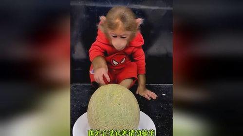 吃货猴哥吃哈密瓜,一场味蕾的奇幻之旅