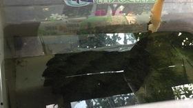 大鳄龟吃瓜,瓜果盛宴