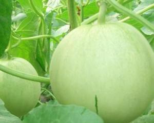 踩瓜孕妇可以吃吗,孕妇可以吃吗？