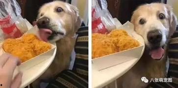 狗狗吃瓜被抓住