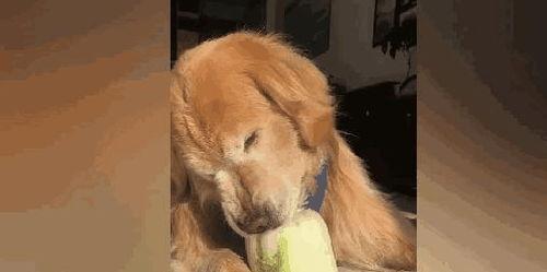 吃瓜老狗,揭秘娱乐圈背后的那些事儿