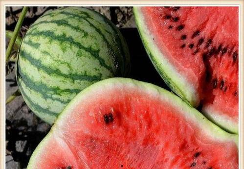 我天天吃隔夜瓜,揭秘健康饮食新趋势