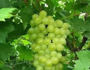 梦见吃瓜吃葡萄,瓜果飘香，葡萄甘甜的奇幻之旅