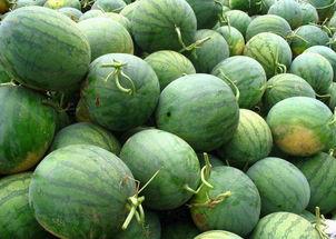 吃瓜尖的季节,尖味尽享——夏季吃瓜尖的盛宴