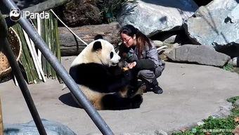 熊猫人吃瓜视频,揭秘网红美食背后的故事