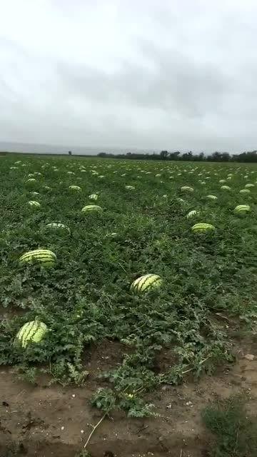 点赞吃瓜,揭秘网络舆论背后的真相