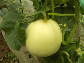 吃瓜枣阳,美食之旅尽享田园风光