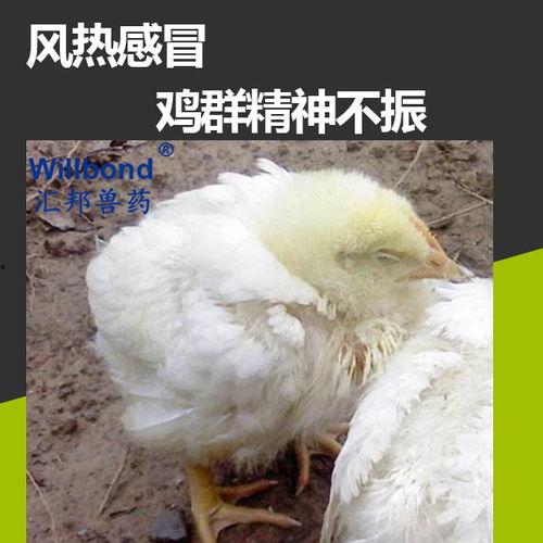 吃鸡瓜感冒能好吗