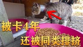 纯文字吃瓜视频,纯文字吃瓜视频背后的故事